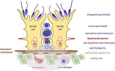 Sertoli Cell-Germ Cell Interactions Within the Niche: Paracrine and Juxtacrine Molecular Communications